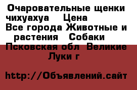 Очаровательные щенки чихуахуа  › Цена ­ 25 000 - Все города Животные и растения » Собаки   . Псковская обл.,Великие Луки г.